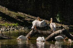 pelícano se sienta en un tronco y se calienta al sol foto