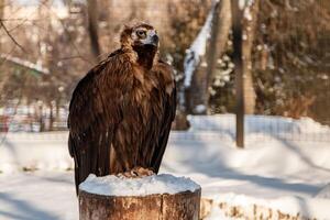 beautiful vultures sit on a stump in the snow photo