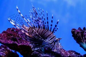 Fish Lionfish - Zebra, Pterois volitans photo