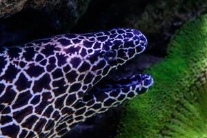 macro laced moray Gymnothorax favagineus photo