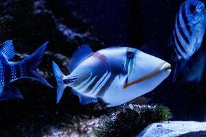 pescado pintado pez gatillo rhinecanthus aculeato foto