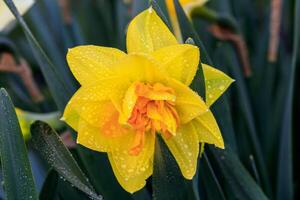 beautiful summer terry daffodils photo