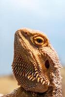 hermosa lagartija barbado Agama, pogona vitticeps foto