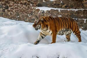 beautiful panthera tigris on a snowy road photo