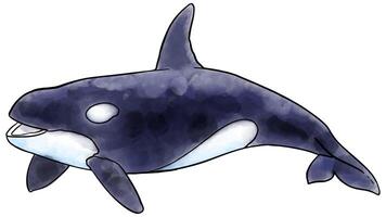 Hand drawn watercolor style killer whale orca vector illustration.