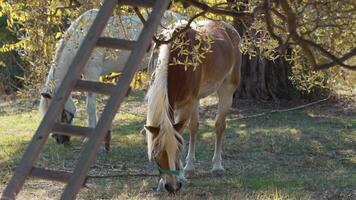 twee huiselijk paarden ontspannende een aan het eten in een veld- in platteland in Sardinië video