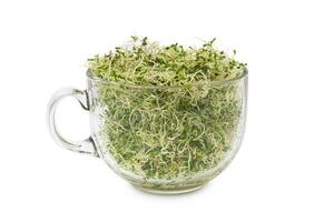 Organic young alfalfa sprouts in a glass on white background photo