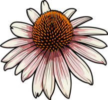 AI generated Cornflower clipart design illustration png