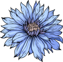 AI generated Cornflower clipart design illustration png