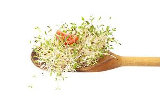 Alfalfa sprouts on a wooden spoon photo