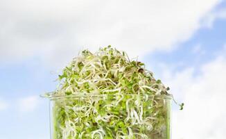 Macrobiotic food. Mix of fresh sprouts in glass jar. Alfalfa Sprouted Seeds photo