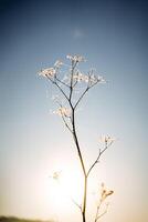 Web on a spun of dried flower in the rays of the rising sun. photo