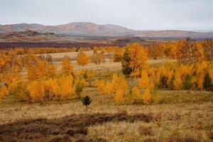 fascinante ver de el interminable otoño bosque con amarillo y naranja arboles montaña rango en el distancia y nublado cielo gastos generales foto