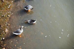 un cerca Disparo de salvaje patos nadando cerca el orilla del río. descanso en naturaleza, un caminar por el río banco, patos y gansos en el agua. foto