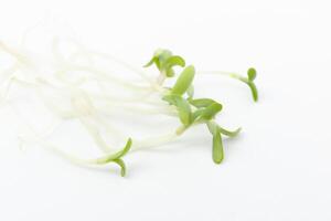 Heap of alfalfa sprouts on white background. photo