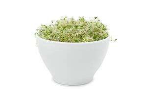 Organic young alfalfa sprouts in a cup on a white background photo