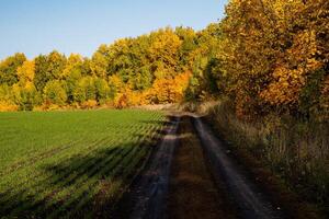 A village road passing through a sown field and an autumn forest. Yellow faces, mud, sunny days in autumn. photo