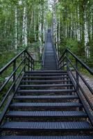 un hierro escalera yendo lejos arriba mediante un abedul arboleda. caminar mediante el bosque en el Fresco aire. foto