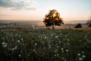 A magnificent sunrise over a field with dandelion. In the middle of the field grows an oak tree, through it pass the rays of the sun. photo