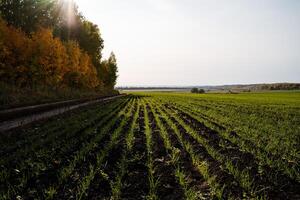 Winter fields in autumn on which seedlings grow in even rows. The sprouts are illuminated by the bright sun, the village landscape, the road next to the field. photo