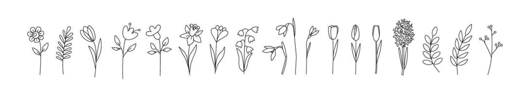 Linear spring flowers. Tulip, crocus, snowdrop, hyacinth, narcissus. Botanical drawing. Great for greeting cards, backgrounds, tattoo. Woman's day, mother's day, wedding. Line art. Coloring book. vector