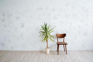 A pot of ficus and a wooden vintage chair in the middle of the room. Minimalistic location for photography.Light walls, wooden floor in the room. photo