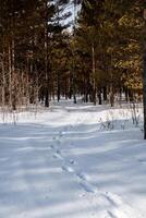 Traces of a man in the snow in the winter forest. Passed a man left traces photo