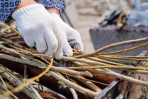 Processing of vines and branches for basket weaving. A person is dressed in special gloves that protect his hands. photo