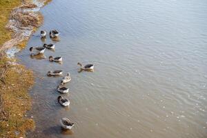 A flock of wild ducks swims near the grassy shore of the lake. The birds arrived after wintering, the green bank of the river and the coming spring photo