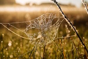 Sparkling from the morning dew web. Dawn in the middle of a green meadow. photo