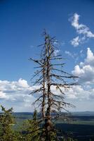 un antiguo muerto árbol sin follaje y agujas sube en un roca, joven arboles crecer cercano. allí es un ver de el alrededores, brillante azul cielo con nubes foto