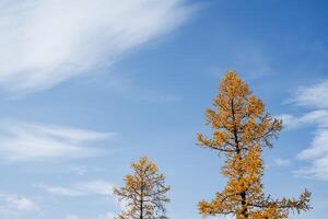 Beautiful view of two nearby larch in autumn, clear blue sky and bright sun. Minimalist shot of nature. photo