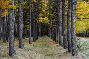 otoño bosque. bosque cinturón de piceas caminar en el Fresco aire, susurro hojas y brillante hojas. Perfecto bosque paisaje con perspectiva. foto