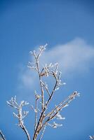 Branches of plants covered with frost against the sky. Cold winter in the concept of minimalism photo