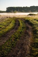 The rural road is through green meadows, everything is covered with fog and illuminated by the sun. photo