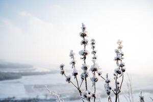 Branches of plants covered with frost against the sky. Cold winter in the concept of minimalism photo