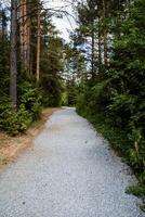 Straight gravel road through the forest. Green forest of coniferous trees around. photo