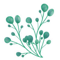 feuilles d'eucalyptus aquarelles png