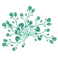 akvarell eukalyptus blad png