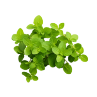 AI generated See Through Herb Bundle, Encouraging Artistic Compositions and Unique Culinary Graphics png