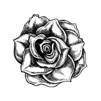 Blooming rose, graphic vector black and white illustration. A design element of a flower card, a wedding invitation. For packaging and labels, posters and flyers, prints and banners.
