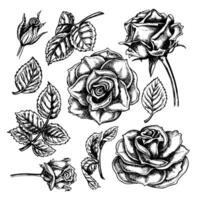 Set of roses, flowers, leaves, buds, graphic vector black and white illustration. A design element of a flower card, a wedding invitation. For packaging and labels, posters and flyers, prints, banners