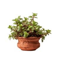 AI generated Oregano with No Background, Effortlessly Blending into Various Culinary Contexts png