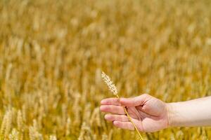 a hand of man holds stalk of wheat on the background of field in the summer. Close-up photo