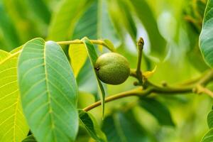 Green fruit of the walnut on the branch. Walnut tree photo