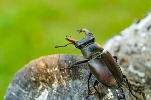 Stag beetle on a tree. Big horned beetle Lucanus cervus photo