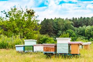 Hives in an apiary with bees flying to the landing boards. Life of worker bees. Apiculture photo