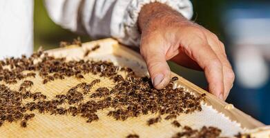 Honey cell with bees closeup in a sunny day. Apiculture. Apiary photo