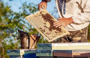 Beekeeper is working with bees and beehives on the apiary. Frames of a bee hive. Apiary concept photo