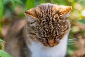 de cerca de molesto a dormir gato al aire libre. un hermosa extraviado gato sentado en el suelo en el parque en verano. foto